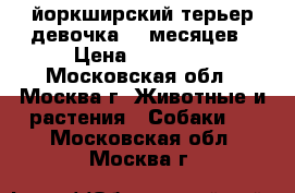 йоркширский терьер девочка 18 месяцев › Цена ­ 20 000 - Московская обл., Москва г. Животные и растения » Собаки   . Московская обл.,Москва г.